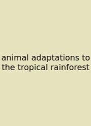 Animal Adaptations To The Tropical Rainforest