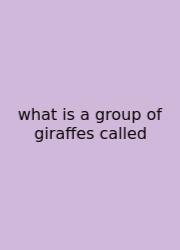 What Is A Group Of Giraffes Called
